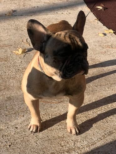 Francuski buldog – odrasli mužjak, fawn/brindle nijanse sa crnom