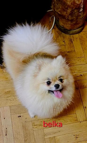 njuškalo psi pekinezeri na poklon: Pomeranian Star renomirana odgajivačnica pomeranaca iz Beograda je — 5