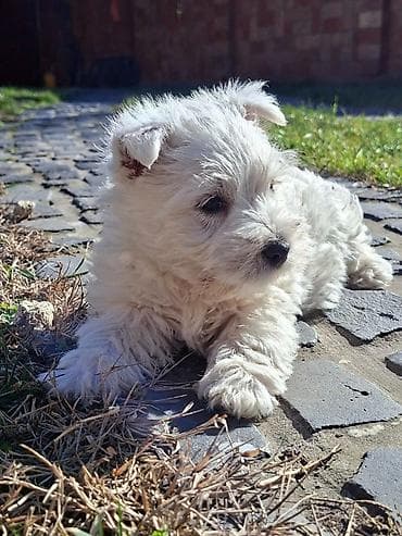 Psi: Zapadno škotskog belog terijera "W E S T I " stari 2 meseca — 6