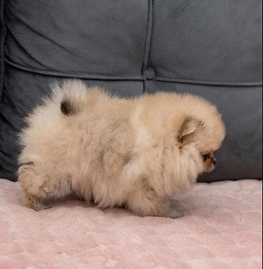 labrador stenci prodaja: U ponudi dva steneta Pomeranca starosti 2 meseca. Muzjak i zenka — 9