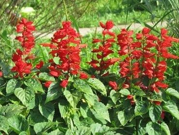 seme magnolije: Salvija seme
Pakovanje 0.5gr
Cena:600din — 2