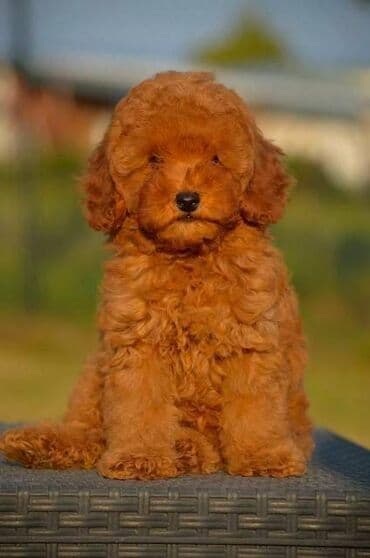 Pets & Animals: Toy pudle Odgajivacnica "Team AS Trajkovic" u ponudi ima prelepe toy — 4