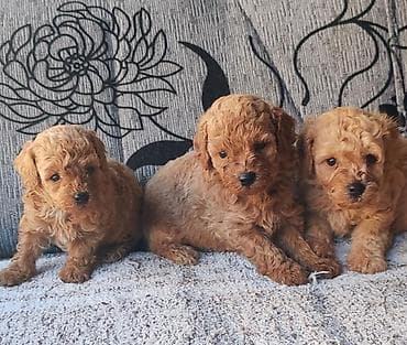 free dogs: U ponudi stenci pudle. Strucno odnegovani. Spremni za preuzimanje — 2