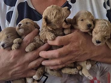 boston terijer cena: Maltipoo štenci, prelepe bebe Na prodaju prelepi štenci maltipoo — 6