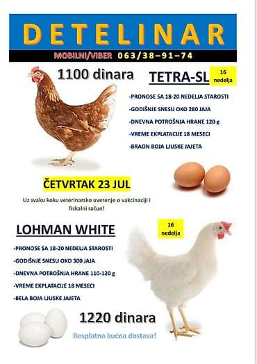 prodaja stenaca novi sad: Prodaja nosilja – hibridi TETRA-SL i LOHMAN WHITE (starost 16 nedelja) — 1