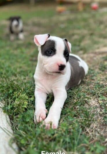 Pets & Animals: U ponudi prelepi stenci americkog staforda 2 zenke i 1 muzijak — 9