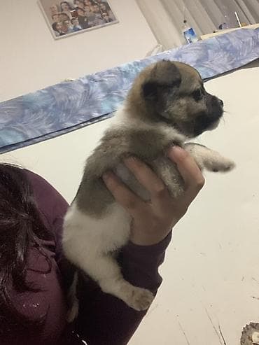 braon pudlica: Preslatki decak malog rasta - Starost: vrlo mlado štene - Veličina — 2