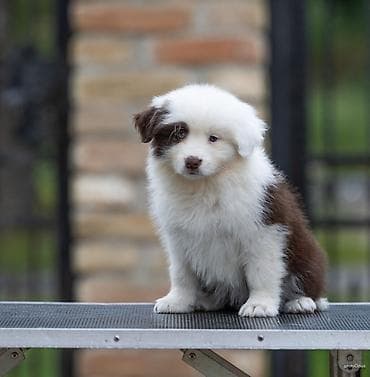 mala telad za prodaju: Na prodaju 9 šteneta Border Collie, iz dva različita legla. - Jedno — 7