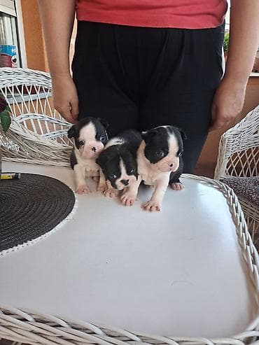 labrador štenci cena: Na prodaju prelepi čistokrvni štenci Boston terijera. U ponudi dve — 3