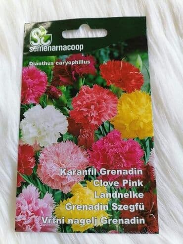 simpo ormari i plakari cene: Karanfil seme
Cena 500 din — 2