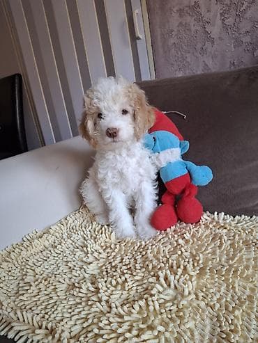 mali psi za stan: Štenci kovrdžavog, male veličine, bele i braon boje - — 2