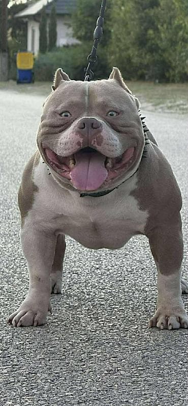 Psi: American bully pocket lilac štenci. 4 lilac zenki, 2 zute zenke — 5