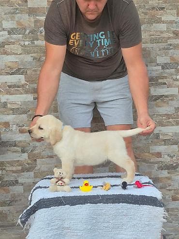 pelene za pse pepco: Labrador retriver štenci, prelepi Predstavljamo vam novu generaciju — 5