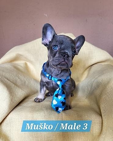 stenad: Francuski Bulldog štenci exotik boja. Stari 3 meseca, primili sve 3 — 3