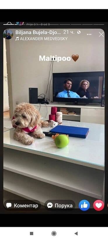 polovne kucice za pse: Maltipoo kucici savrsenog izgleda i genetike FCI 7493 posetite nase — 5