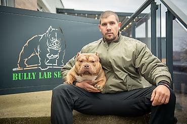 Mačke: Vrhunski mužjak egzotičnog bulija slobodan za parenje. Kineske krvne — 1