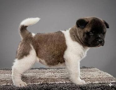 Oprema za kućne ljubimce: Američka Akita štenci Odgajivacnica TOP WINNER PUPPY sa ponosom — 8