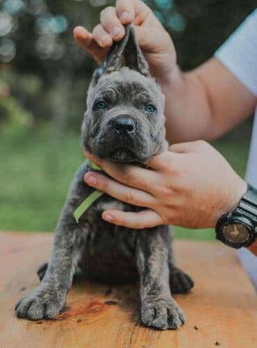 psi koji trazi tartufe: Postanite vlasnik jednog od naših vrhunskih Cane Corso štenaca — 10