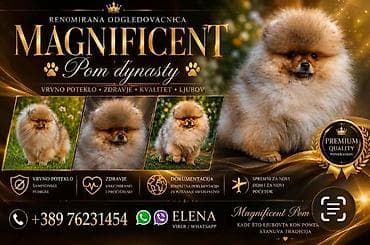 Pomeranci, ekskluzivni štenci brazilske krvne linije Odgajivačnica