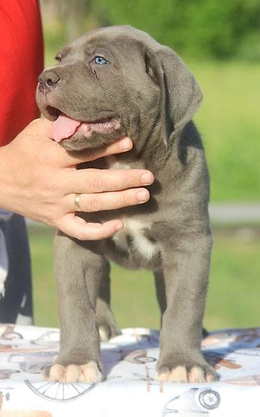 mali psi za udomljavanje: Cane Corso štenci U ponudi veoma perspektivni štenci iz različitih — 9