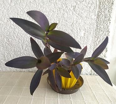 Tradescantia Pallida - ljubičasta lozica Prodaje se biljka sa
