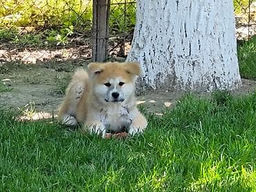 vucjak na prodaju: Japanska Akita (Akita Inu) stenci spremni za preuzimanje, vakcinisani — 4