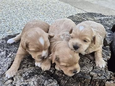 boston terijer cena: Maltipoo štenci, prelepe bebe Na prodaju prelepi štenci maltipoo — 10