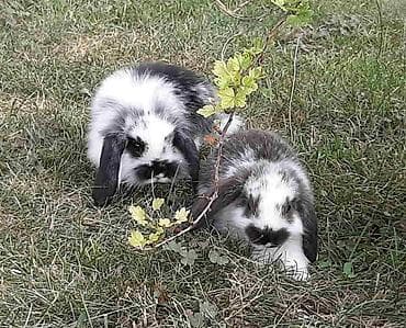 Rodents: Predivni patuljasti kunići sa spuštenim ušima čekaju da pronađu svoju — 4