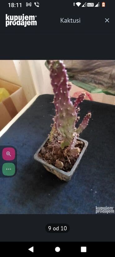 soba za devojcice: Kaktusi — 1