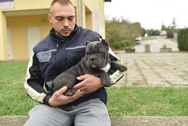 mali psi za udomljavanje: Dostupni stenci american bully Starosti 4 meseca Primili sve vakcine — 5