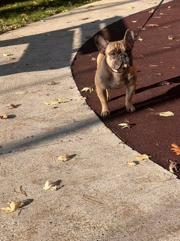 plasticna kucica za pse: Francuski buldog – odrasli mužjak, fawn/brindle nijanse sa crnom — 3