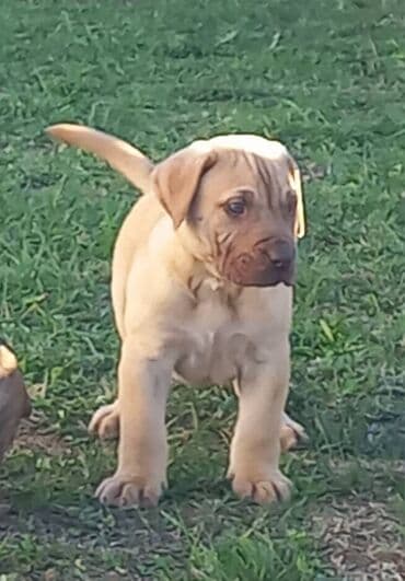 psi na poklon srbija: Presa Canario štenci na prodaju, stari mesec i po dana. Vakcinisani — 1
