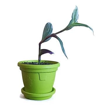 Tradescantia spathacea (Rhoeo) – sobna biljka u saksiji fi 13cm - na lalafo.rs Tradescantia spathacea (Rhoeo) – sobna biljka u saksiji fi 13cm -
