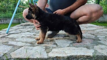 stene maltezera: Prodajem žensko stene dugodlako starosti 4.5 meseca. Majka Donna od — 2