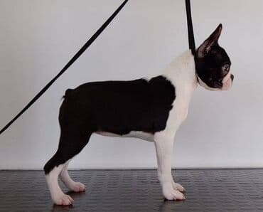 dzek rasel stene: Boston Terrier Srcky's kennel oglasava visokokvalitetno zensko stene — 3