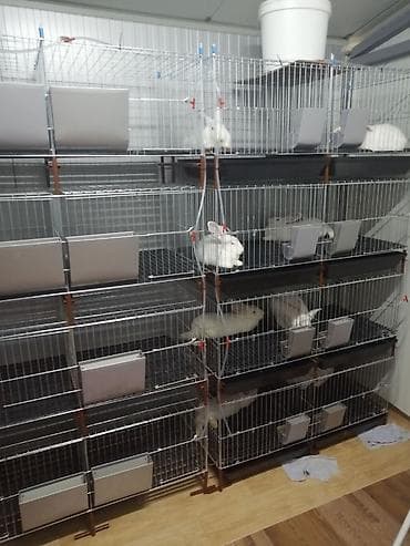 mini maltezer na poklon: Prodaja pocinkovanih kaveza za koke, pilice i zeceve u kompletu sa — 8