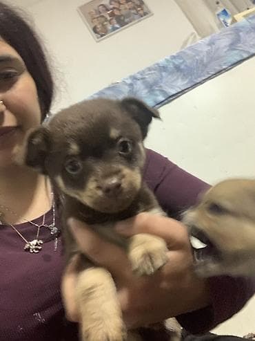 braon pudlica: Decak malog rasta – braon sa krem oznakama rasa majka dugodlaka civava — 2