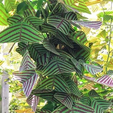 cena sadnice borovnice: Cena:650din/10 semenki — 8