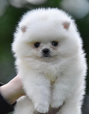 boa srbija: Pomeranac Boo. Štenci pomeranca vrhunskog porekla, kratkih njuškica — 5