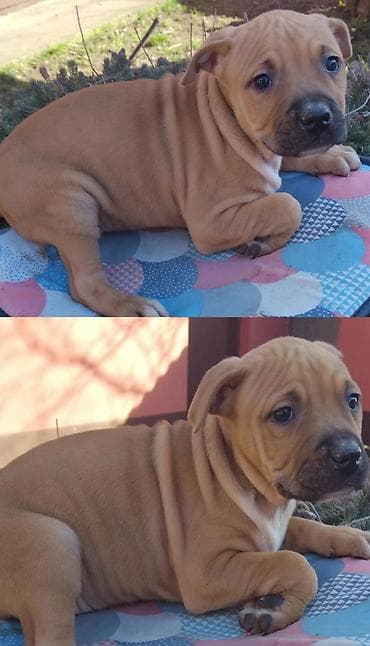 psi na poklon beograd: Pit Bull štenci oštenjeni : 18.12.2025 4 ženka. Očišćeni od parazite — 3