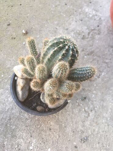 forma ideale ormari za sobu: Kaktusi vise vrsta — 10