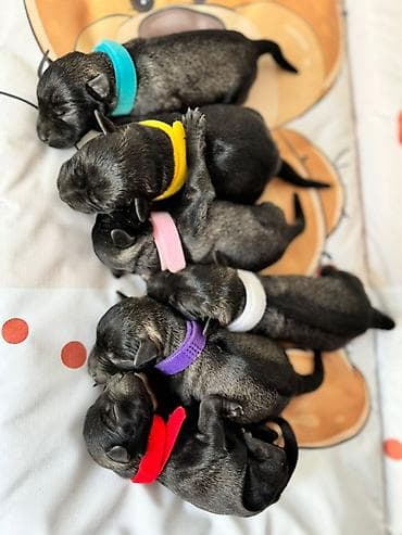 stene kane korso: Patuljasti Snaucer Biber so boja 5 zenki 1 muzjak Stenad su iz — 1