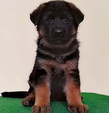 Aquariums: Nemački ovčari,odg. Ultra Star iz Beograda,vrhunska štenad izuzetne — 2