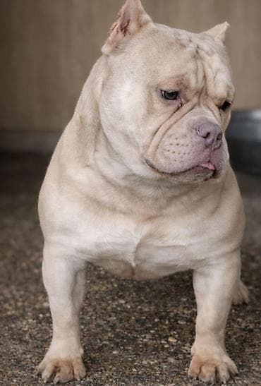 kavezi za pse cena: American Bully Ženka je stara 13 meseci, vrhunskog, izuzetnog porekla — 2