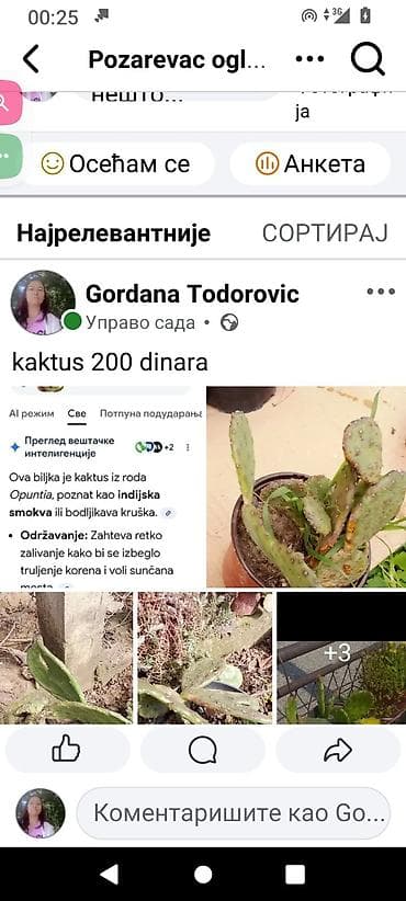 egzoticne biljke beograd: Kaktus iz roda Opuntia (indijska smokva/bodljikava kruška) - Vrsta — 1