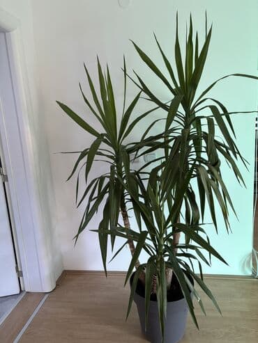 čarobne zvučne priče 2: Dve novogodisnje zvucne knjigice za decu,jedna je 800dinara,knjigici — 32