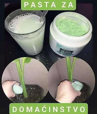 adam i eva cvece slike: 🍀Pasta za domacinstvo🍀 Jedna kafena kasicica u 200ml vode razmutiti i — 3