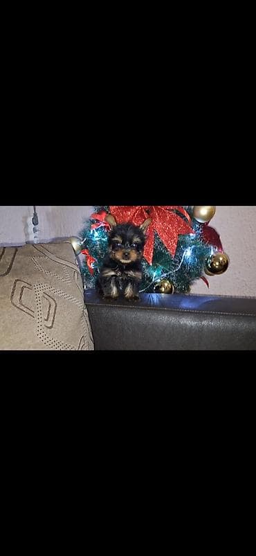 Oprema za kućne ljubimce: Jorksirski terijer stenci. Ocisceni od unutrašnjih parazita — 4