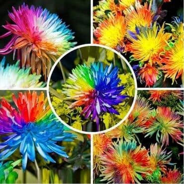 seme trave: Seme Hrizanteme
50 semenki
CENA:650din — 1