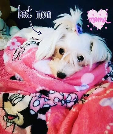 Dogs: Na prodaju musko stene maltezera,ostenjen 23.11.2025,bela svilenkasta — 8